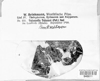 Tulasnella tulasnei image